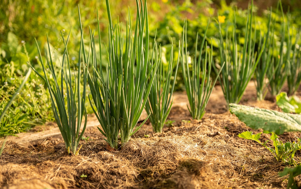 Growing Chives